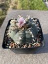 Lophophora koehresii